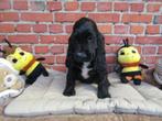Engelse cocker puppy's zwart 2 maanden oud, Dieren en Toebehoren, België, CDV (hondenziekte), 8 tot 15 weken, Meerdere