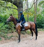 Fijne 5 jarige ruin!, Dieren en Toebehoren, Paarden, B, Gechipt, Ruin, 3 tot 6 jaar
