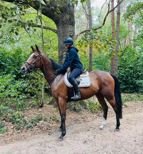 Fijne 5 jarige ruin!, Dieren en Toebehoren, Paarden, Ruin, B, 160 tot 165 cm, 3 tot 6 jaar, Recreatiepaard, Met stamboom, Gechipt