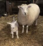 Brebis Texel et son agnelle, Dieren en Toebehoren