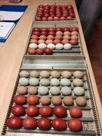 broedeieren, Sexe inconnu, Poule ou poulet