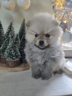 Pomeriaan / dwergkees pomeranian pom petite loulou, Dieren en Toebehoren, Honden | Poolhonden, Keeshonden en Oertypen, België