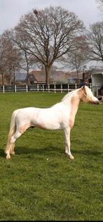 Hengst, Ster,Prefent,kampioen,NMPRS,pony,minipaard, Animaux & Accessoires, Poneys, 11 ans ou plus, Poney de récréation, Avec pedigree
