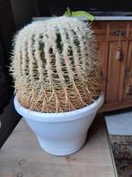 Grote cactus, Maison & Meubles, Plantes d'intérieur, Cactus, Enlèvement