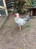 Tamme Haan, Dieren en Toebehoren, Pluimvee, Mannelijk, Kip