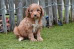 Prachtige Cockapoo pups, Dieren en Toebehoren, België, Overige rassen, CDV (hondenziekte), 8 tot 15 weken