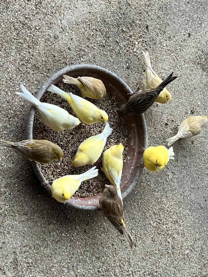 gele en bruine kanaries, Dieren en Toebehoren, Vogels | Kanaries, Kleurkanarie, Meerdere dieren