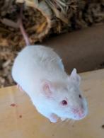 Witte mannelijke muis, niet voor voer, Dieren en Toebehoren, September, Mannelijk, Muis