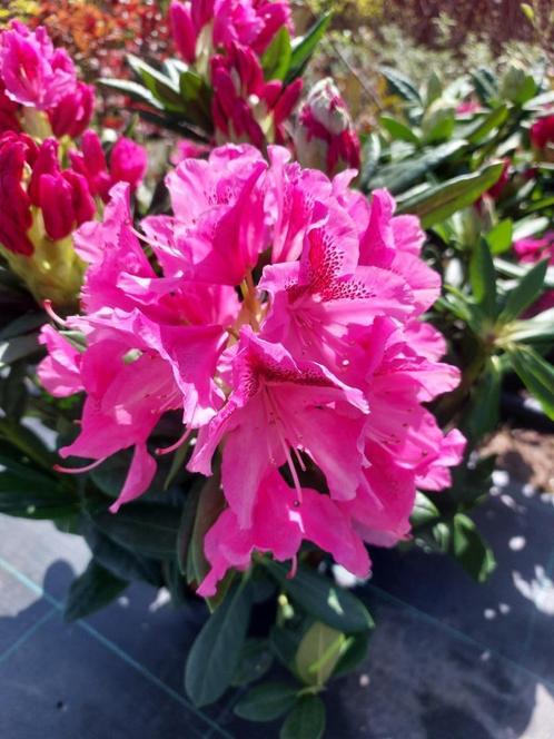 Rhododendron nu in bloei! Groenblijvende plant, Tuin en Terras, Planten | Tuinplanten, Vaste plant, Overige soorten, Halfschaduw