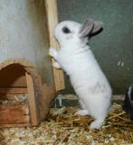 Dwergkonijnen, Dieren en Toebehoren, Mannelijk, Dwerg