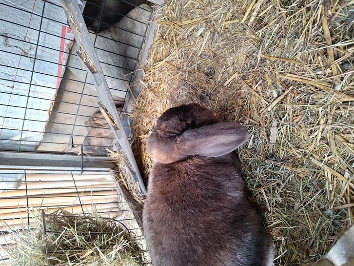 Nederlandse hangoor konijnen, Dieren en Toebehoren, Konijnen, Hangoor