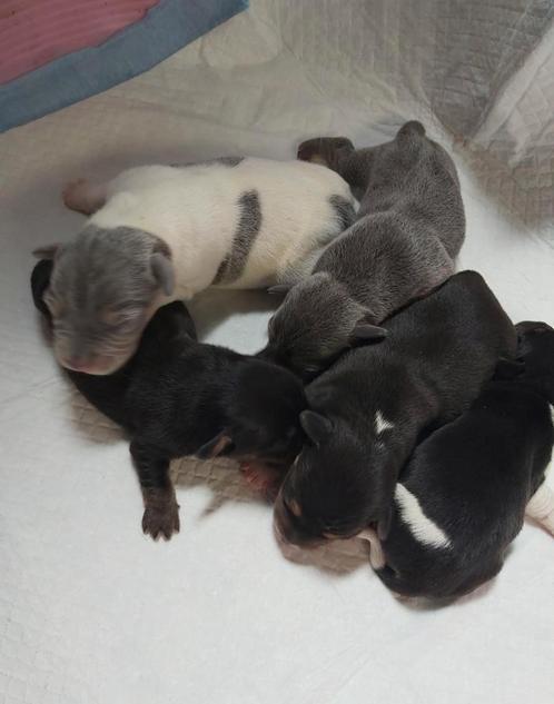 Prachtige Jack Russel puppy s !, Dieren en Toebehoren, Honden | Jack Russells en Terriërs, Meerdere dieren, Jack Russell Terriër