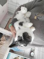 Hangoor konijntjes, Oreilles tombantes