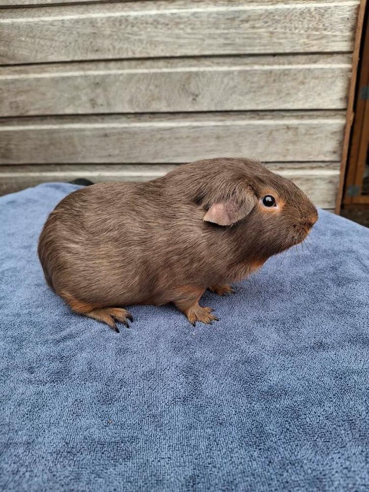 Slate / slate tan beertjes, Dieren en Toebehoren, Knaagdieren, Mannelijk, Cavia, Oktober