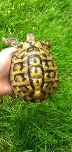 Boettgeri-schildpad, Ophalen of Verzenden