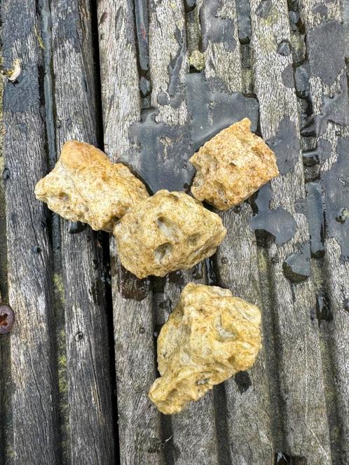 Glafoam Large voor grote aquarium 25 l, Dieren en Toebehoren, Vissen | Aquariumvissen