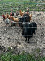 2 rammen van mei 2025, Dieren en Toebehoren, Schapen, Geiten en Varkens, Schaap, 0 tot 2 jaar