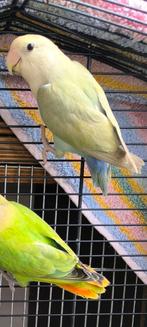 Agapornis roseicollis dwergpapegaai, Dieren en Toebehoren, Vogels | Parkieten en Papegaaien