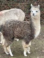 Alpaca merrie, Juni, Vrouwelijk