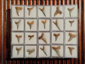 5 setjes van telkens 20 haaientanden uit Balegem - 40€/set beschikbaar voor biedingen