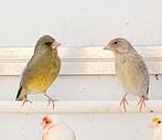 Mutatie groenvinken koppel, Meerdere dieren, Wildzangvogel, Geringd