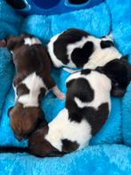 Dwergteckel pups piebald, Animaux & Accessoires, Chiens | Teckels & Bassets, Poils courts, Plusieurs, Belgique, Plusieurs animaux