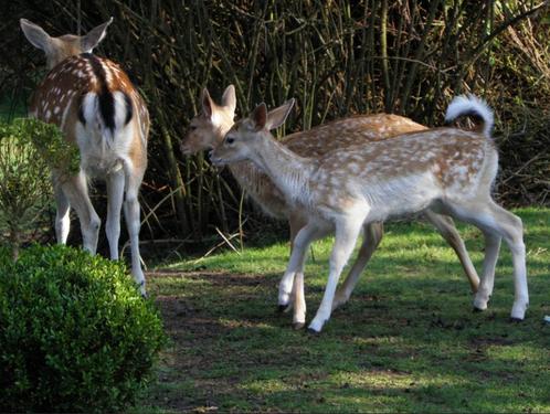 Bambies van 2023 en 2024 / damherten / herten, Dieren en Toebehoren, Overige Dieren, Meerdere dieren