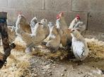 Ukkelse baardkrielen, Dieren en Toebehoren