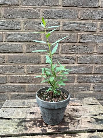 Amandelboompje - Prunus Amygdalus beschikbaar voor biedingen