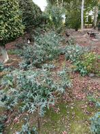 Jonge vlinderstruiken te koop, Tuin en Terras, Planten | Struiken en Hagen, Ophalen, Vlinderstruik, Struik, Minder dan 100 cm