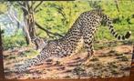 Grote foto leopard  in plexiglas, Huis en Inrichting, Woonaccessoires | Schilderijen, Tekeningen en Foto's, Ophalen, Gebruikt