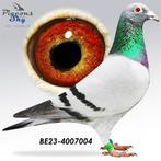 duif 2023, Dieren en Toebehoren, Vogels | Duiven, Vrouwelijk, Postduif
