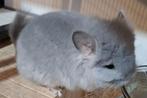 chinchilla angora diamant bleu femelle, Animaux & Accessoires, Rongeurs, Femelle, Chinchilla, Domestique