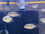 Jonge Green Terror Cichlide 1à 2 cm., Dieren en Toebehoren, Vissen | Aquariumvissen, Vis, Zoetwatervis