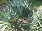 Yucca filamentosa, palmlelie,winterhard, Ophalen of Verzenden