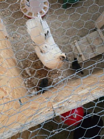Witte ayam cemani broedeitjed beschikbaar voor biedingen