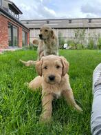 Mooie goldendoodle pups!, CDV (hondenziekte), Particulier, Golden retriever, 8 tot 15 weken