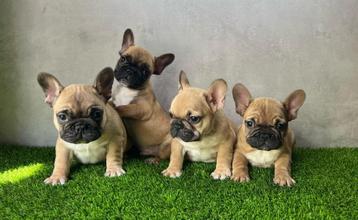 Franse Bulldog pups bij ons thuis geboren beschikbaar voor biedingen
