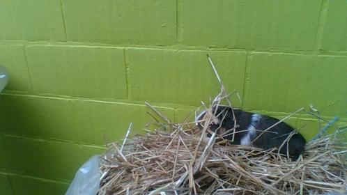 cavia's te koop, Dieren en Toebehoren, Knaagdieren, Meerdere dieren, Cavia, September, Tam