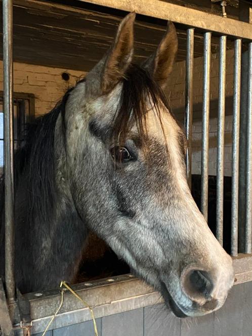 Lieve en geduldige 100% Arabier ruin 3,5 jaar, Dieren en Toebehoren, Pony's, Ruin, Zadelmak, D pony (1.37m tot 1.48m), 3 tot 6 jaar