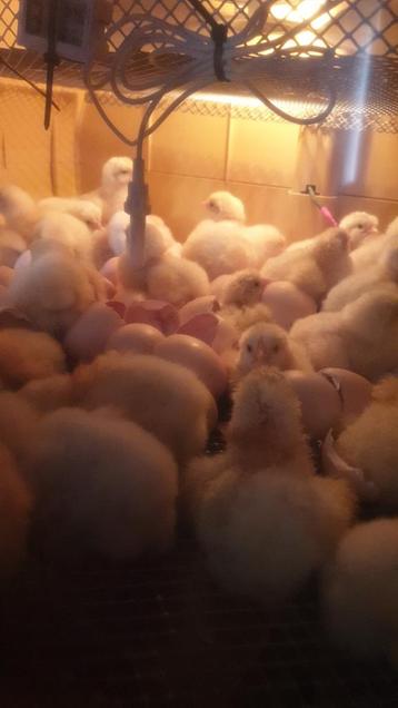 Broedeieren poule de bresse raszuiver komen uit de bresse, Dieren en Toebehoren