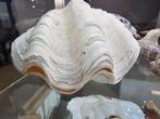 grote dubbele clam schelp, Ophalen of Verzenden