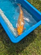 Allerlei Japanse koi, Dieren en Toebehoren, Vissen | Vijvervissen, Steur
