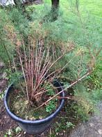 Tamarix gallica - Franse tamaris, gewone tamarisk, Ophalen
