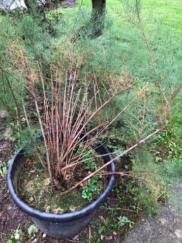 Tamarix gallica - Franse tamaris, gewone tamarisk beschikbaar voor biedingen