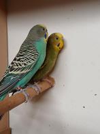 Koppel grasparkieten