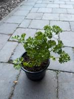 Plants de persil frisé, Ophalen