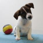 Jack Russell Terriër - Belgische puppy's te koop, Dieren en Toebehoren, België, Jack Russell Terriër, Handelaar, CDV (hondenziekte)