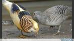 fazanten, Dieren en Toebehoren, Pluimvee, Meerdere dieren, Overige soorten