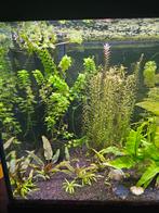 Plantes d'aquarium de toutes sortes + guppys et platys, Ophalen of Verzenden, Nieuw, Plant(en), Steen of Hout